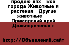 продаю лпх - Все города Животные и растения » Другие животные   . Приморский край,Дальнереченск г.